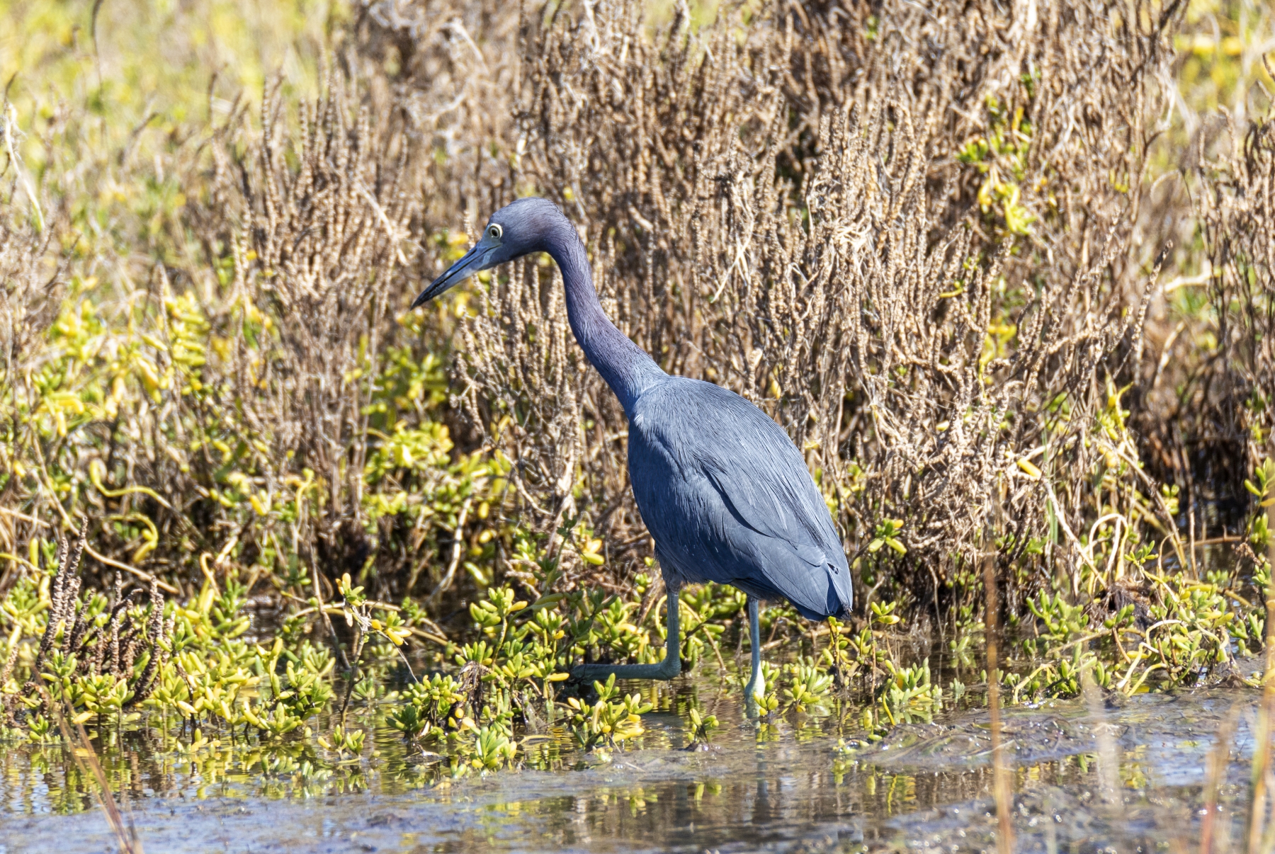 /gallery/north_america/USA/Texas/aransas np/Blue Egret Aransas NW Dec 2023-009_med.jpg